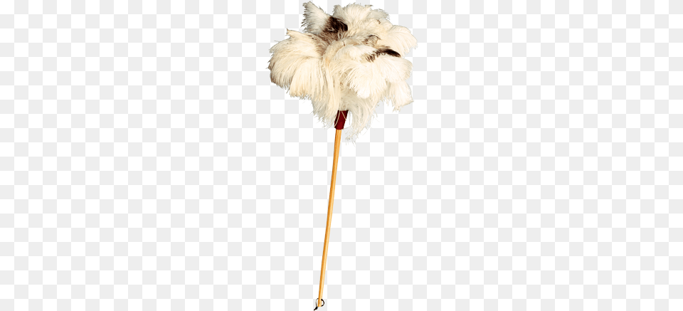 Ostrich Feather Duster Redecker Special White Ostrich Feather Duster, Adult, Female, Person, Woman Free Png Download