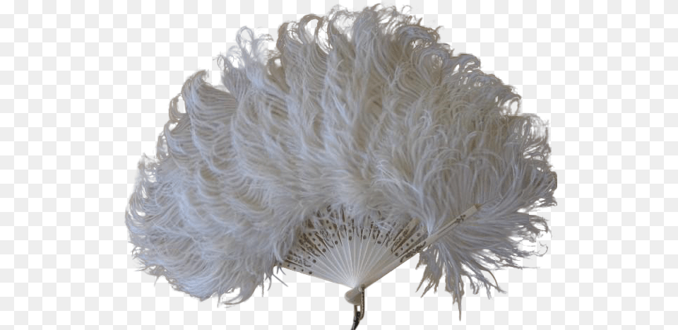 Ostrich Feathers, Animal, Nature, Outdoors, Reef Free Png Download