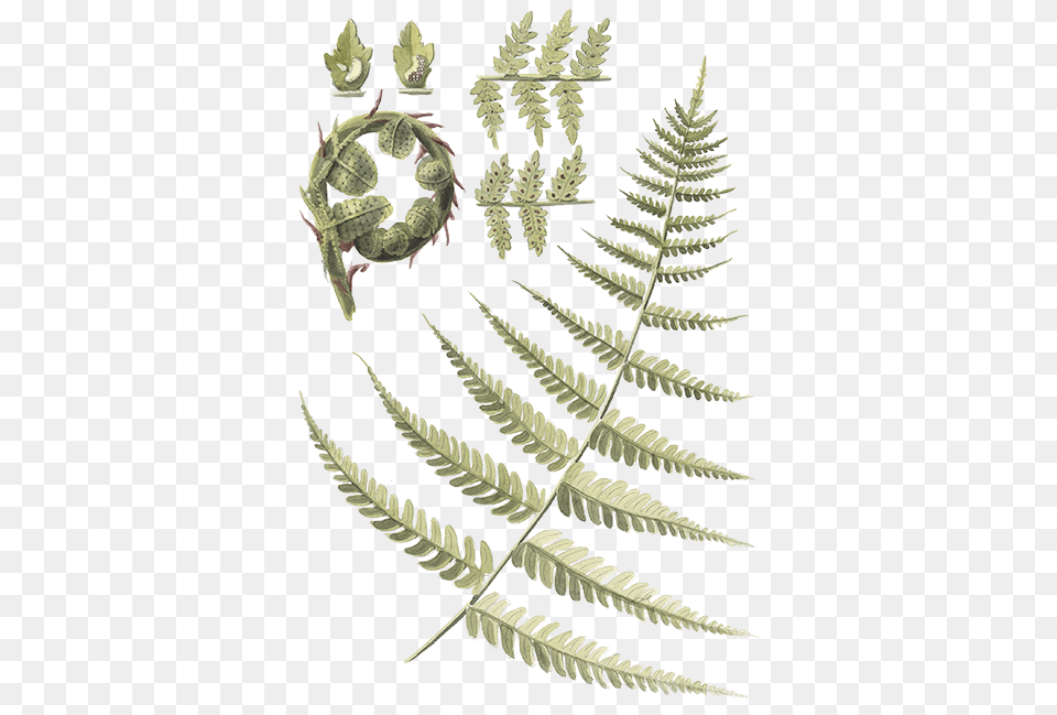 Ostrich Fern, Plant, Leaf, Animal, Bird Free Transparent Png