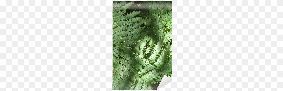 Ostrich Fern, Plant Free Transparent Png