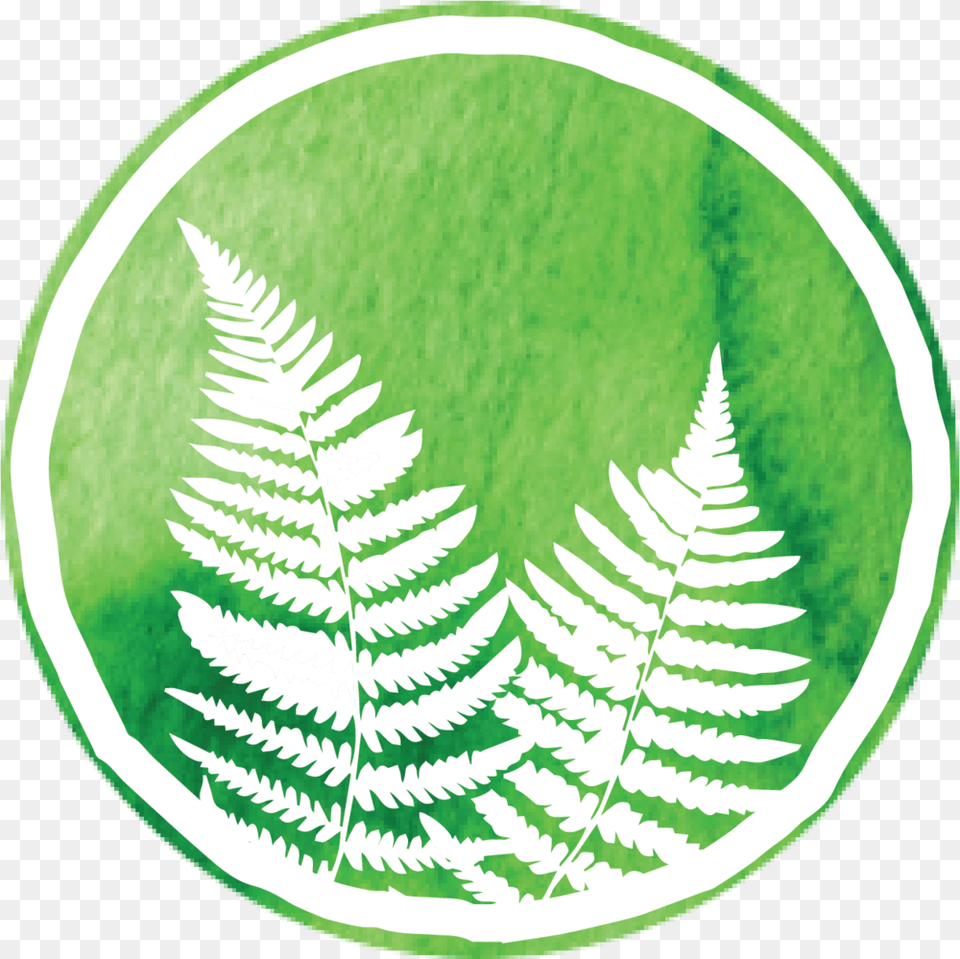 Ostrich Fern, Plant, Leaf Png