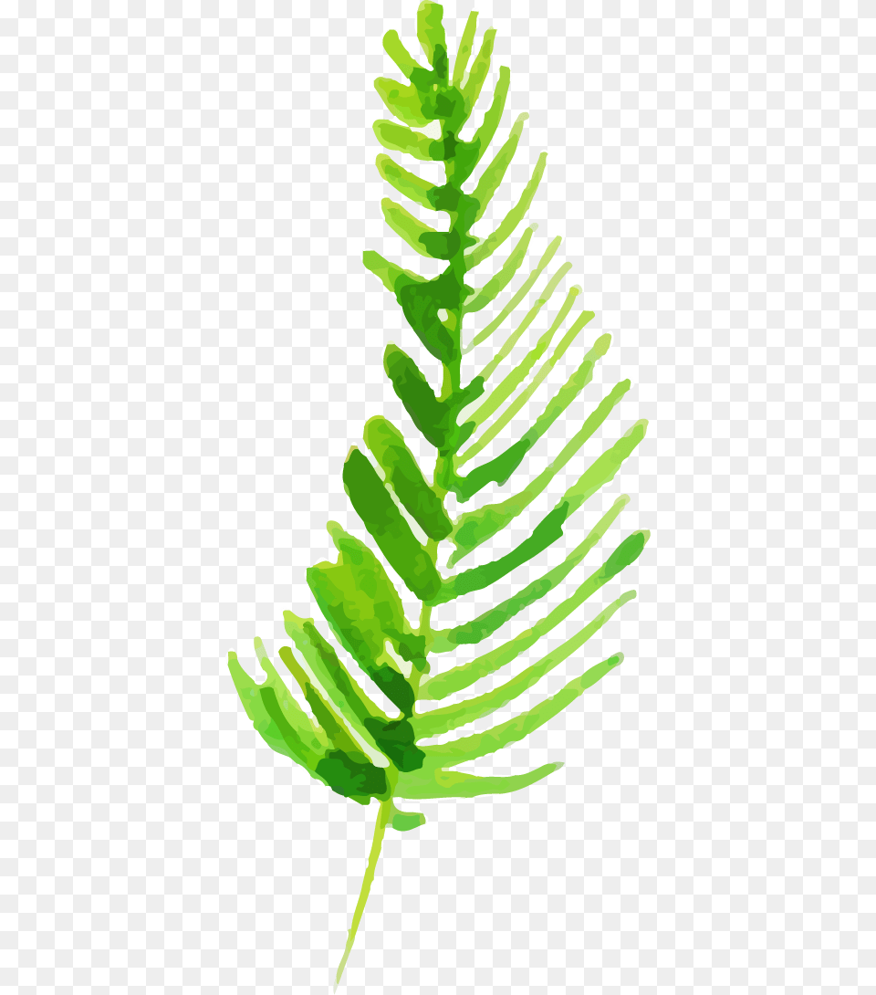 Ostrich Fern, Leaf, Plant, Moss Free Png