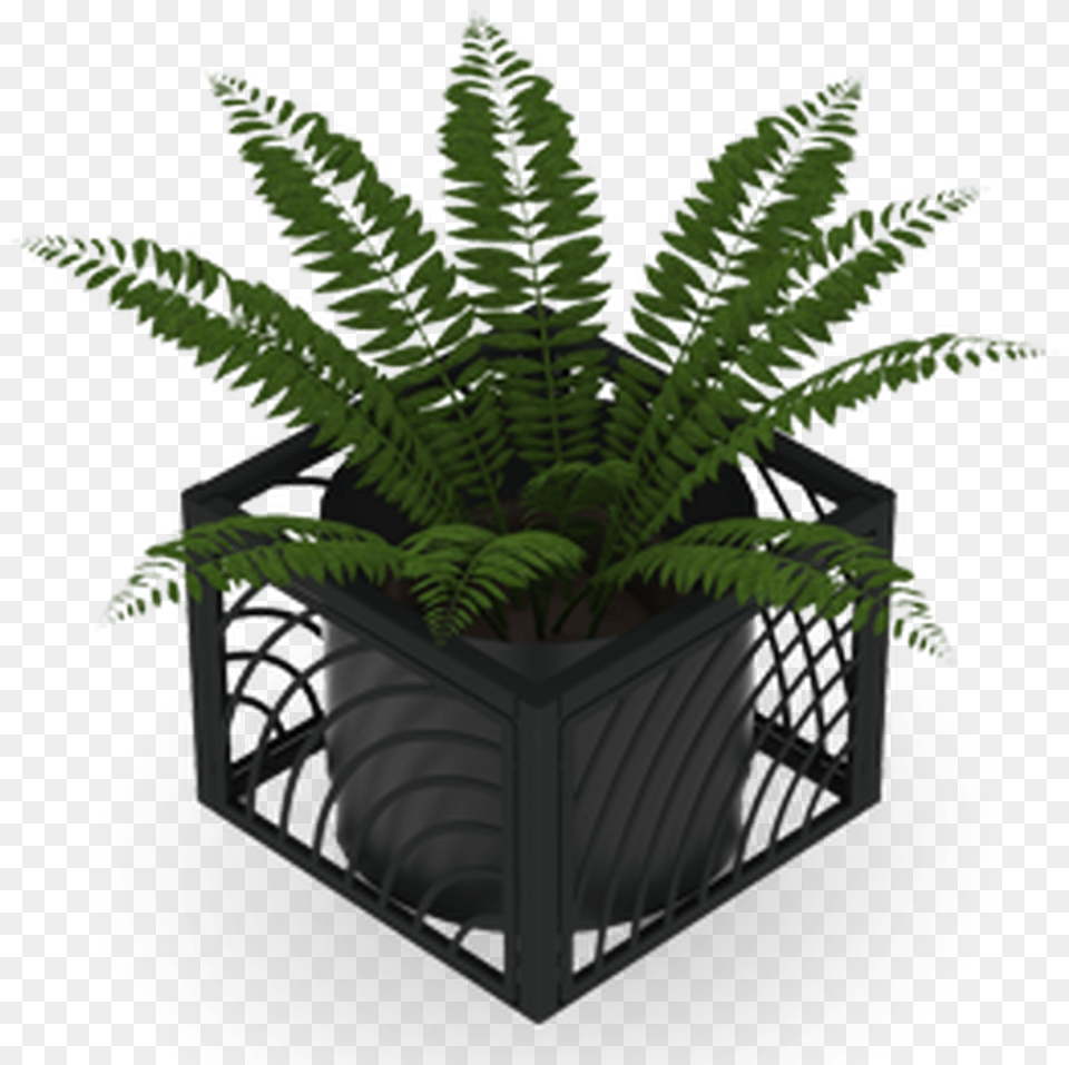 Ostrich Fern, Jar, Plant, Planter, Potted Plant Free Transparent Png