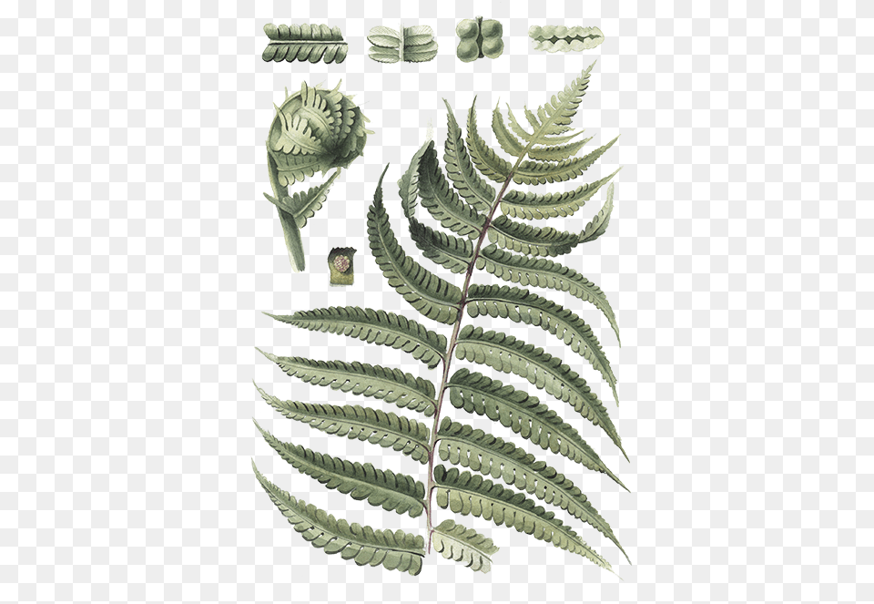 Ostrich Fern, Plant Png