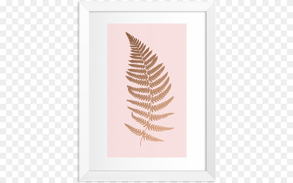 Ostrich Fern, Plant Free Transparent Png