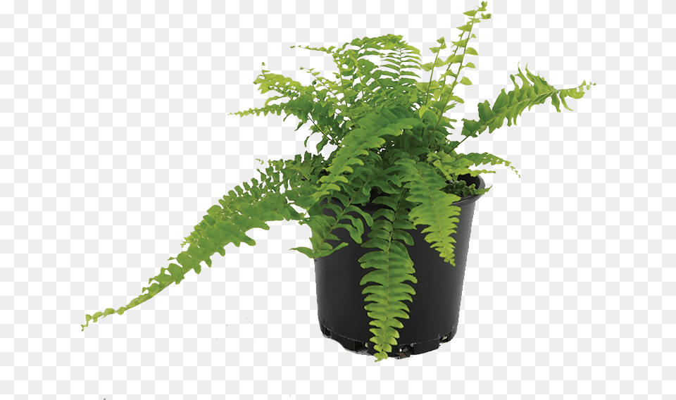 Ostrich Fern Download, Plant, Potted Plant Free Png