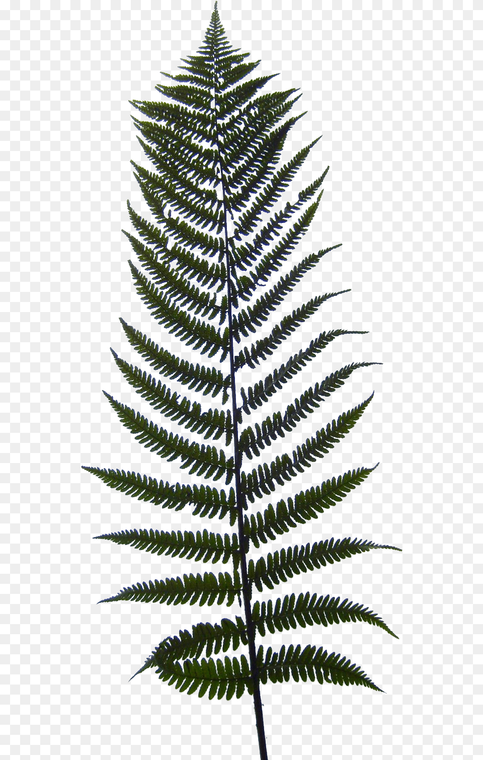 Ostrich Fern Hd Download Download Fern Texture, Plant Png Image