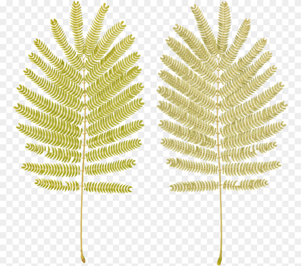 Ostrich Fern Palm Tree, Leaf, Plant Free Png