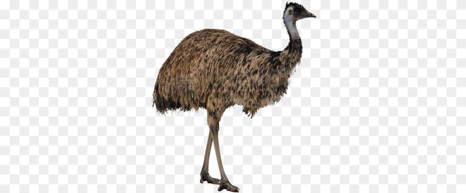 Ostrich High Quality Image Ostrich, Animal, Bird, Emu Free Transparent Png