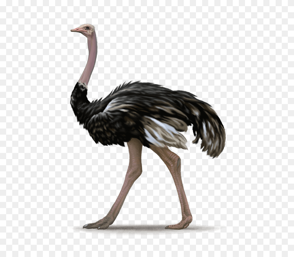 Ostrich Illustration, Animal, Bird Free Transparent Png