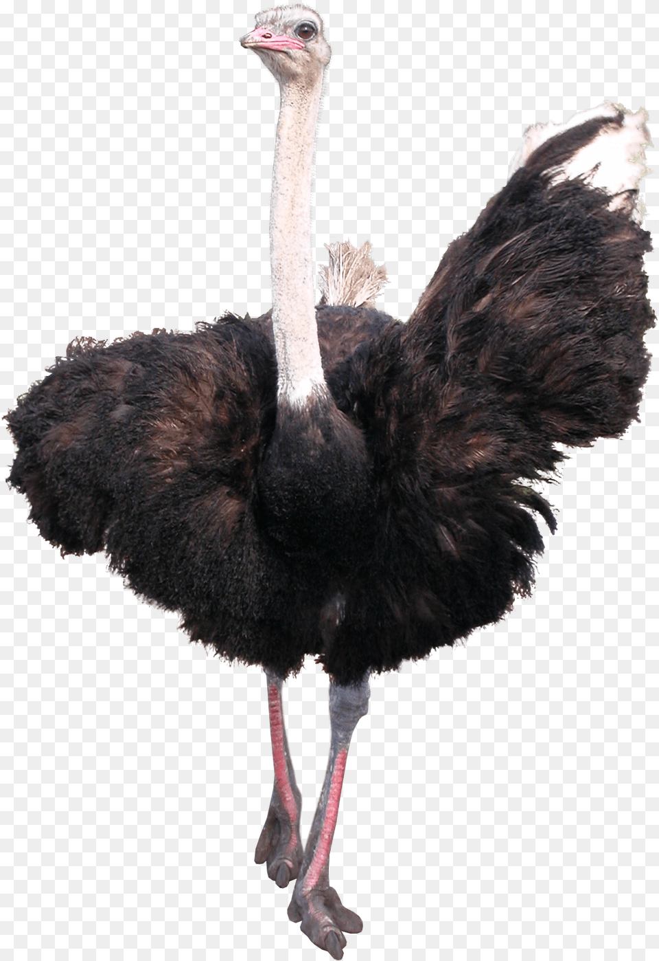 Ostrich Image Ostrich, Animal, Bird Free Png Download