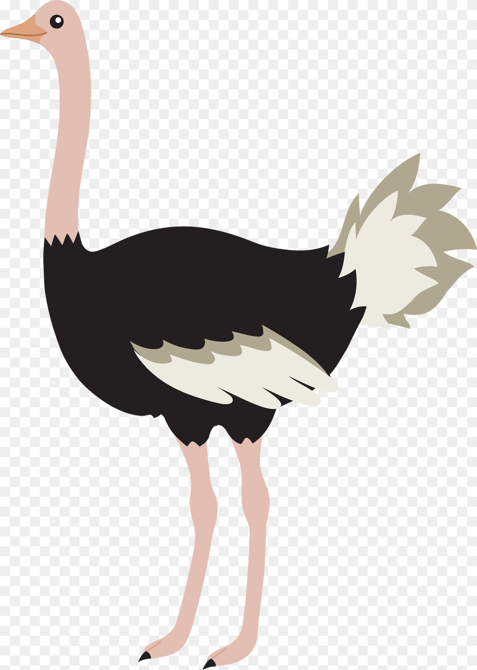 Ostrich Images Ostrich Clipart, Animal, Bird, Person Free Png Download