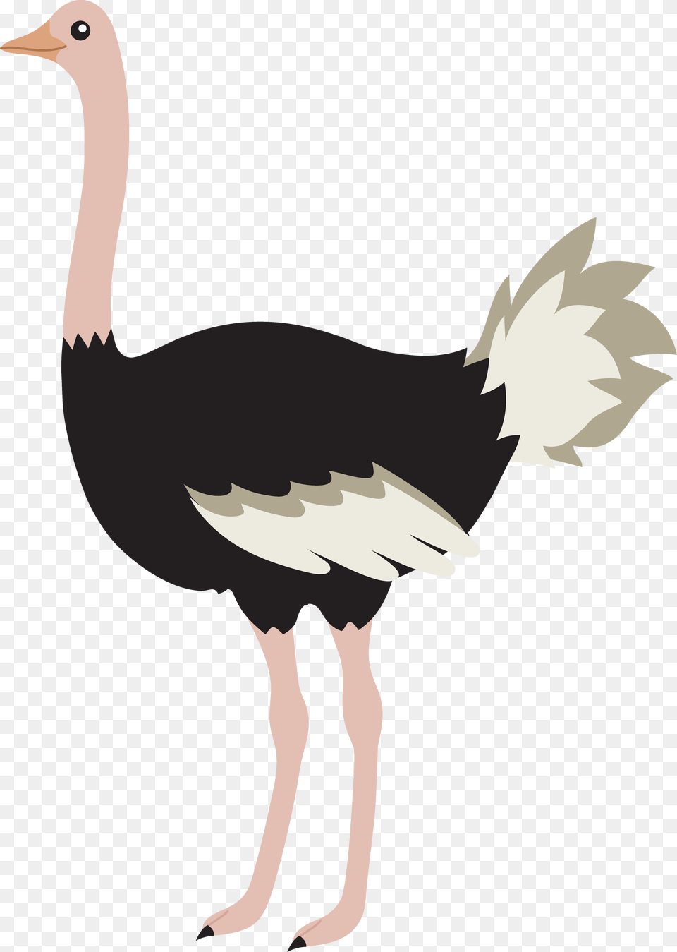 Ostrich Like Clipart, Animal, Bird, Person Png Image