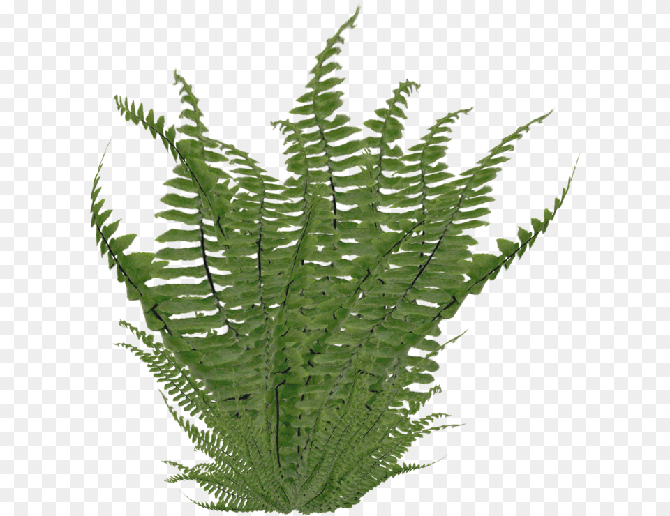 Ostrich Nephrolepis Exaltata Clip Fern, Plant, Leaf Free Png Download