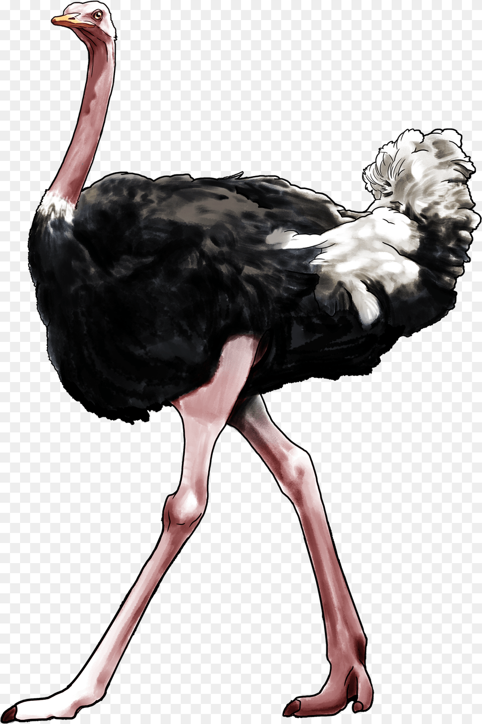 Ostrich Ostrich, Animal, Bird, Adult, Female Png