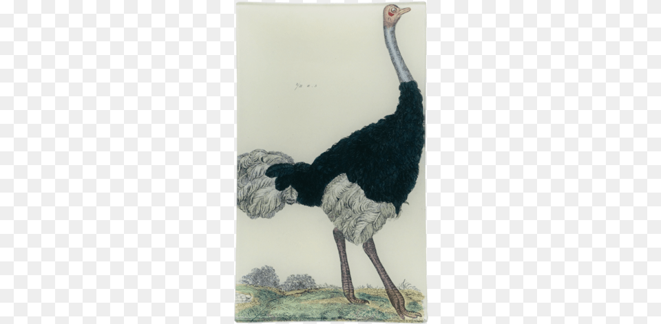 Ostrich Ostrich Giclee Painting Ostrich Of The Eastern Continent, Animal, Bird, Canine, Dog Free Png Download