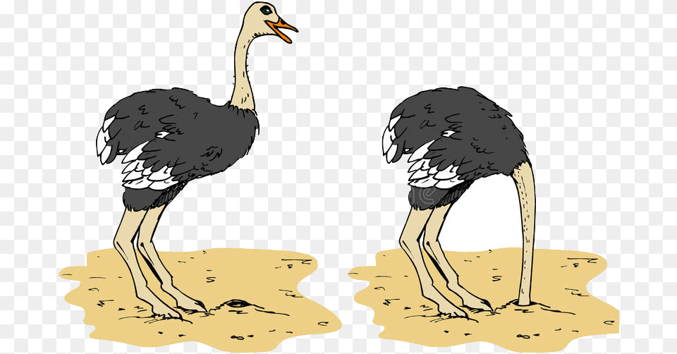 Ostrich Ostrich Head In Sand Cartoon, Animal, Bird, Beak, Person Png Image