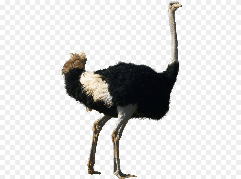 Ostrich Ostrich Transparent Background, Animal, Bird, Canine, Dog Free Png
