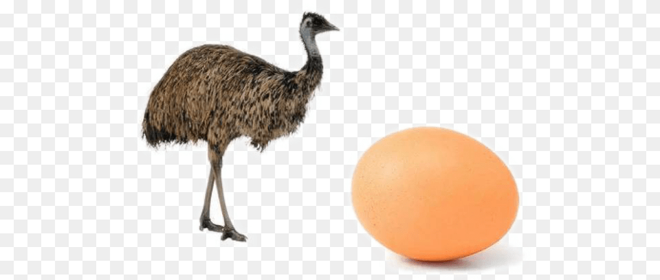 Ostrich Photo Ostrich, Animal, Bird, Emu Png