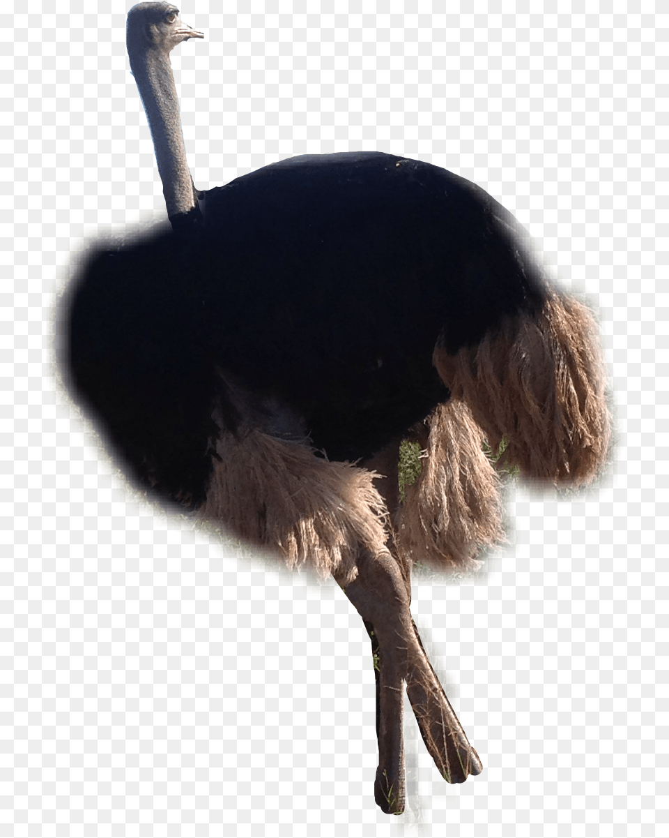 Ostrich Saanimals Savanahart Veld 2k17 Freetoedit Ostrich, Animal, Bird, Bear, Mammal Free Transparent Png