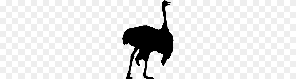 Ostrich Silhouette Silhouette Of Ostrich, Animal, Bird, Kangaroo, Mammal Png Image
