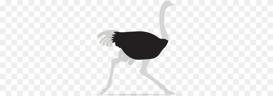 Ostrich Square Space About, Animal, Bird, Baby, Person Free Png