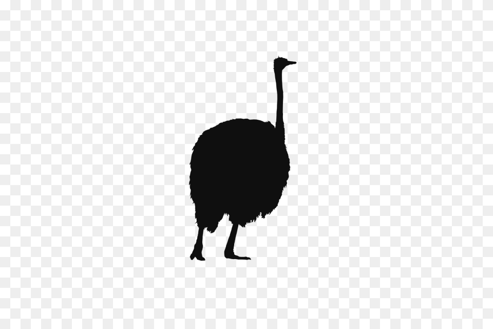 Ostrich Wild Animals Background Ostrich Paper Cutting Black, Adult, Animal, Female, Person Free Png