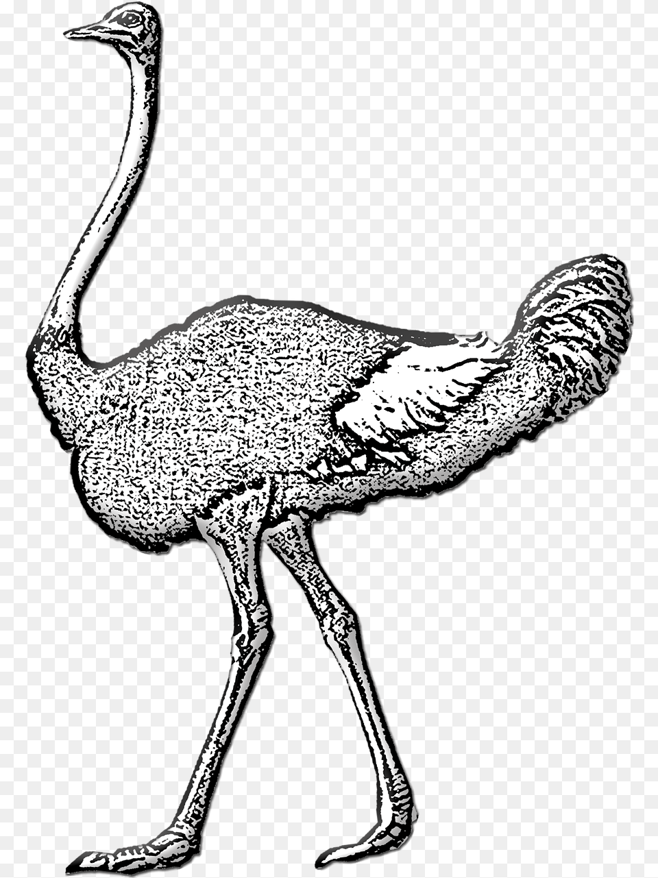 Ostrich Wild Bird Large Common Ostrich, Animal, Dinosaur, Reptile, Waterfowl Png