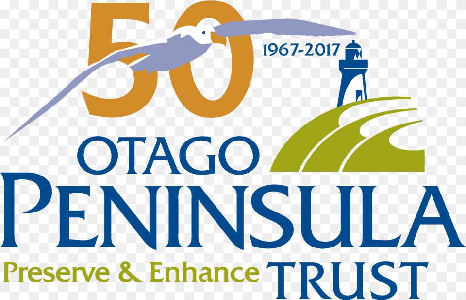 Otago Peninsula Trust Royal Albatross Centre, Animal, Bird, Seagull, Waterfowl Png Image