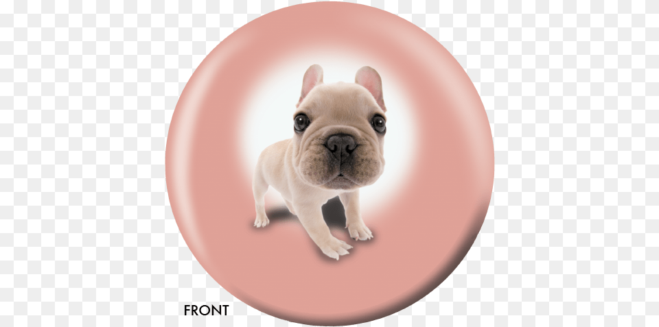 Otb Dog French Bulldog Pug, Animal, Canine, French Bulldog, Mammal Free Png