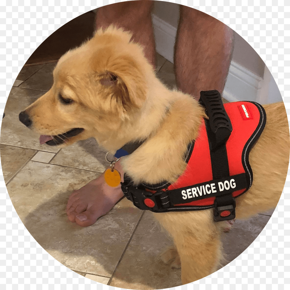 Other Ways To Donate Companion Dog, Vest, Lifejacket, Clothing, Canine Free Transparent Png