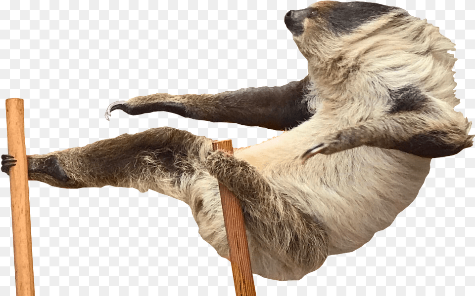 Others Sloth Attack Gif, Animal, Mammal, Wildlife, Bear Free Png Download