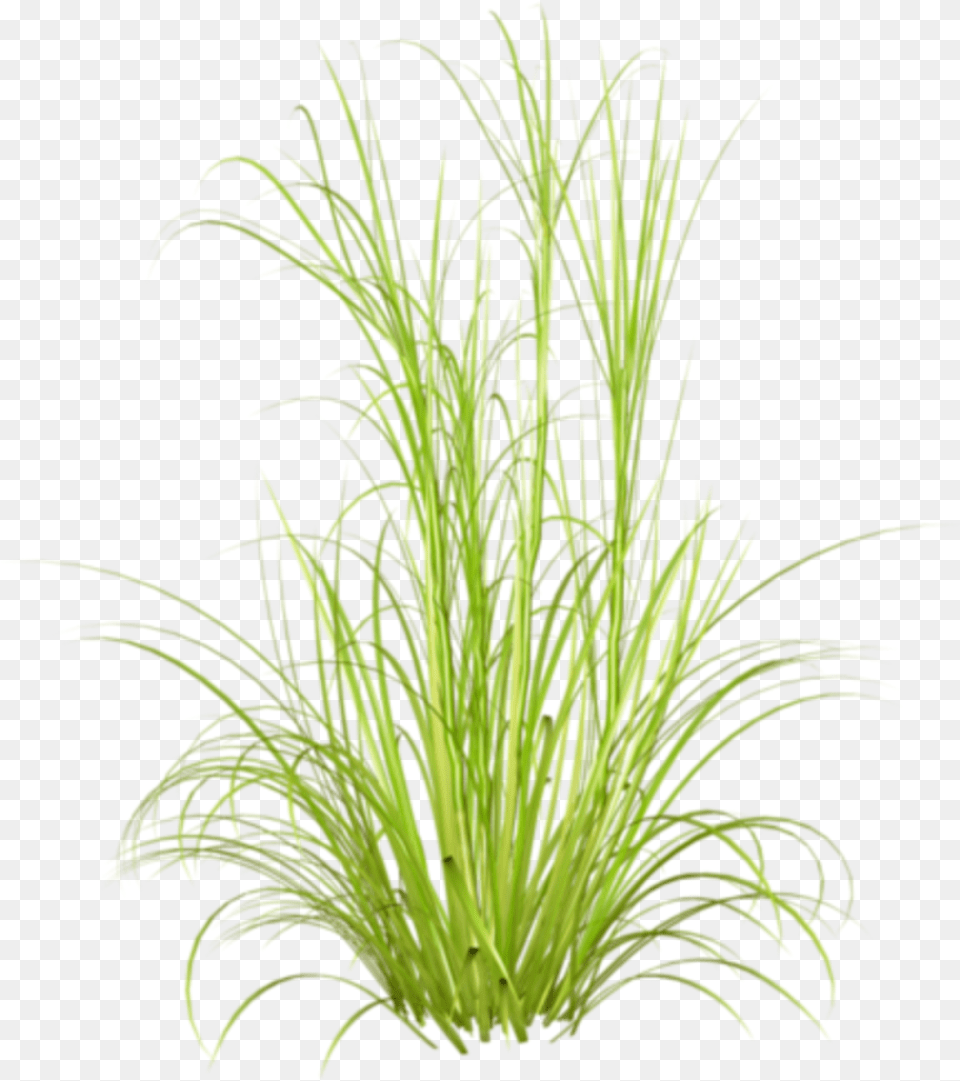 Otlar Transparent Background Tall Grass, Plant, Aquatic, Water, Vegetation Free Png Download