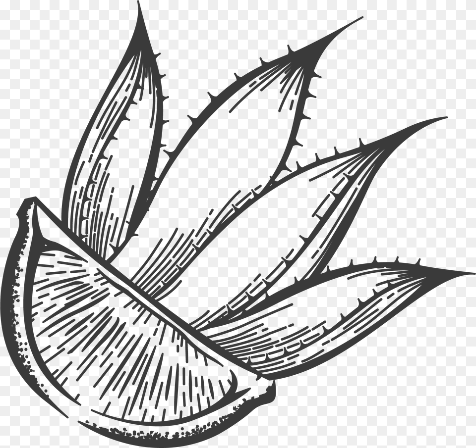 Otravez Lime Agave Illustration, Leaf, Plant, Art, Aloe Png