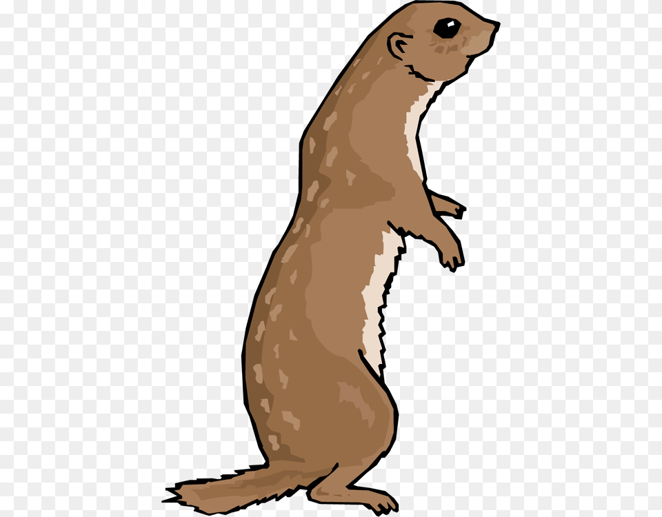 Otter, Adult, Wedding, Person, Female Png