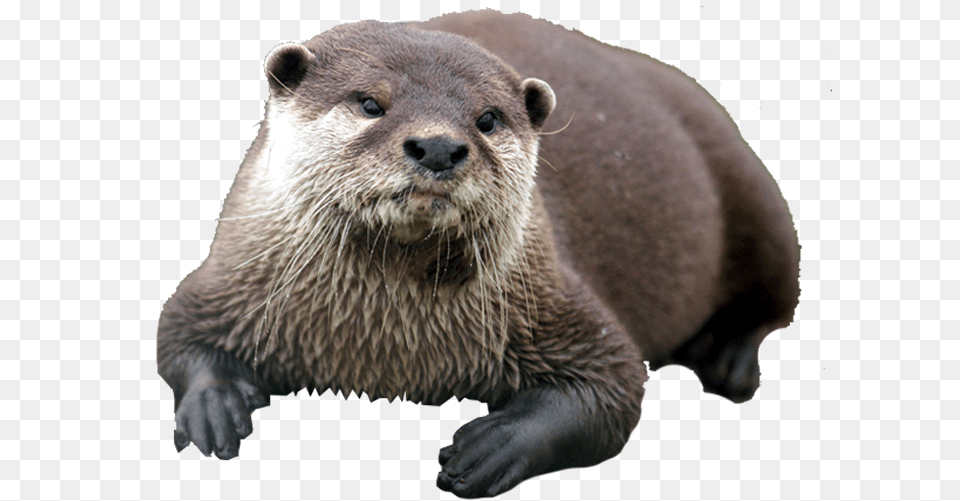 Otter, Animal, Bear, Mammal, Wildlife Png