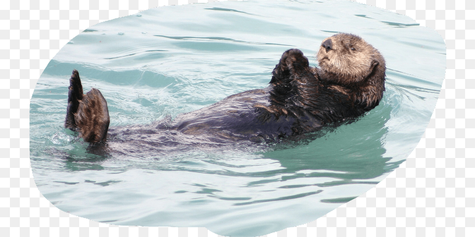 Otter Animal Sleeping On Water, Mammal, Wildlife, Bear, Elephant Png Image