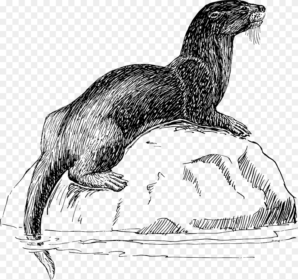 Otter Black And White, Animal, Mammal, Wildlife, Dinosaur Png