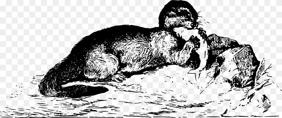 Otter Clip Arts Punxsutawney Phil, Gray Free Png Download