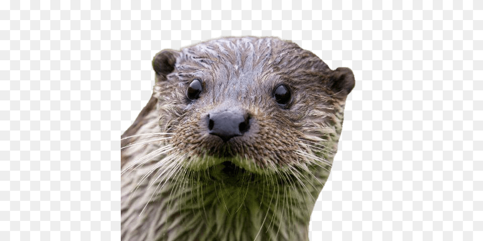 Otter Close Up, Animal, Mammal, Wildlife, Bear Free Png Download