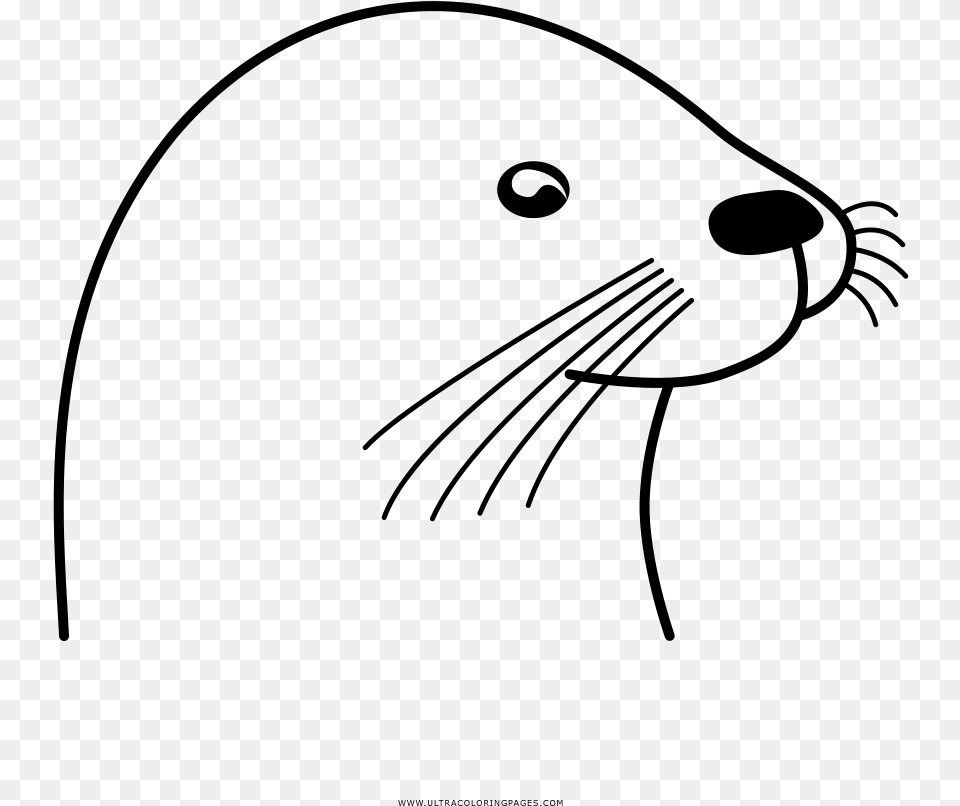 Otter Coloring, Gray Png