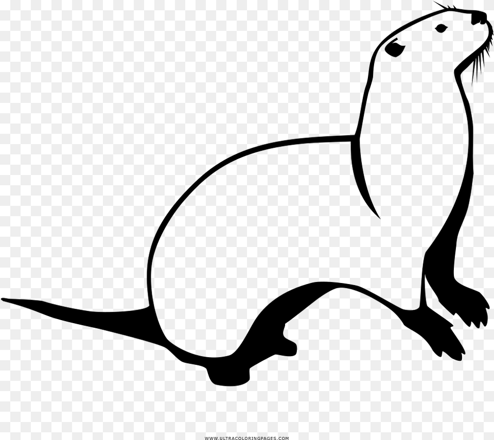 Otter Coloring, Gray Free Png