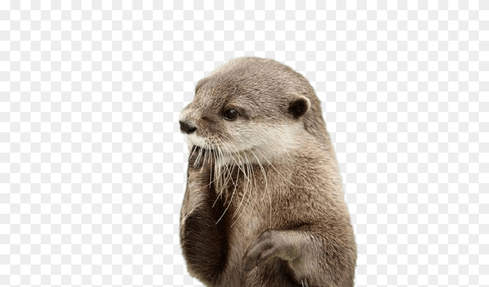 Otter Fingers In Mouth, Animal, Bear, Mammal, Wildlife Free Png