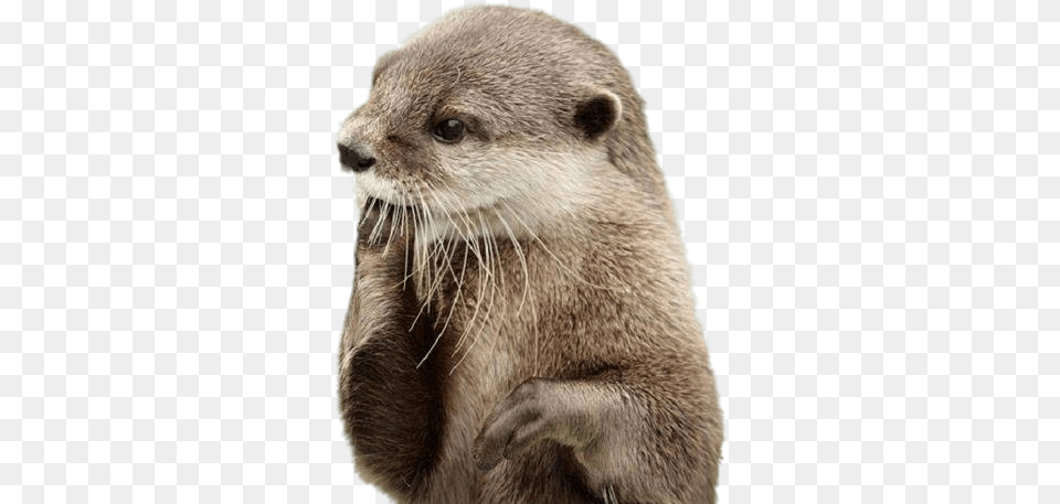 Otter Fingers In Mouth Clip Arts Otter, Animal, Bear, Mammal, Wildlife Free Png Download