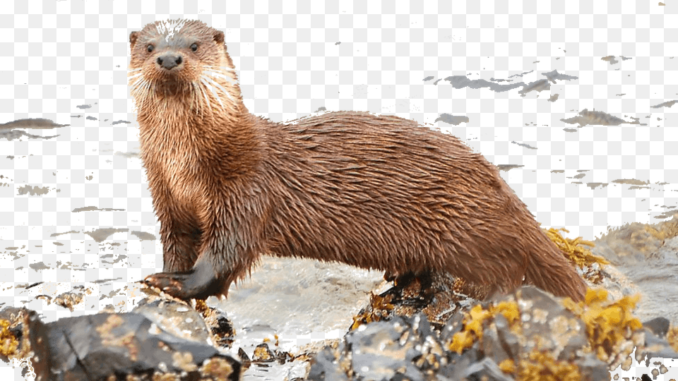 Otter Just Outside The Water Mijbil The Otter Class, Animal, Bear, Mammal, Wildlife Png Image