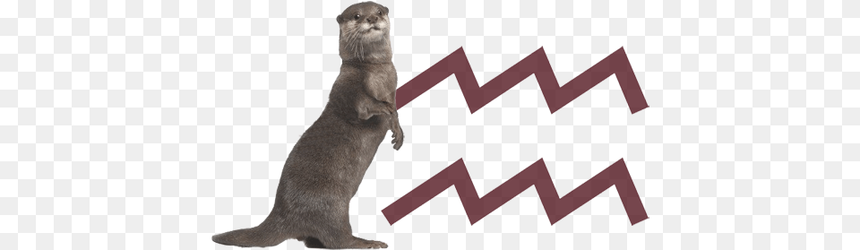 Otter Madoka Magica Zodiac Signs, Animal, Mammal, Wildlife, Rat Free Png