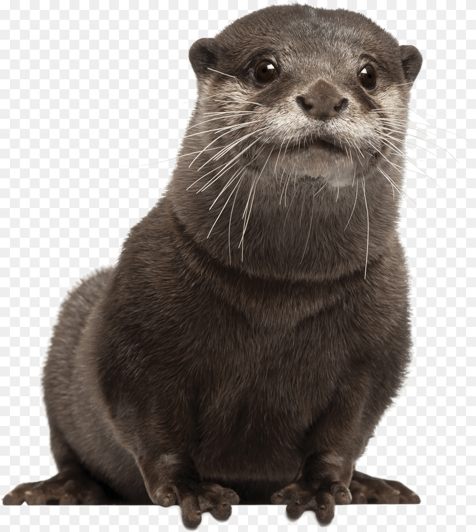 Otter Otter Otter Free Png