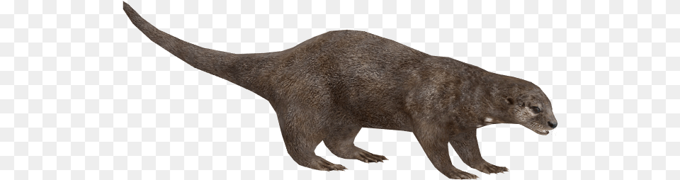 Otter Pic Otter Zoo Tycoon, Animal, Mammal, Wildlife, Fish Png Image