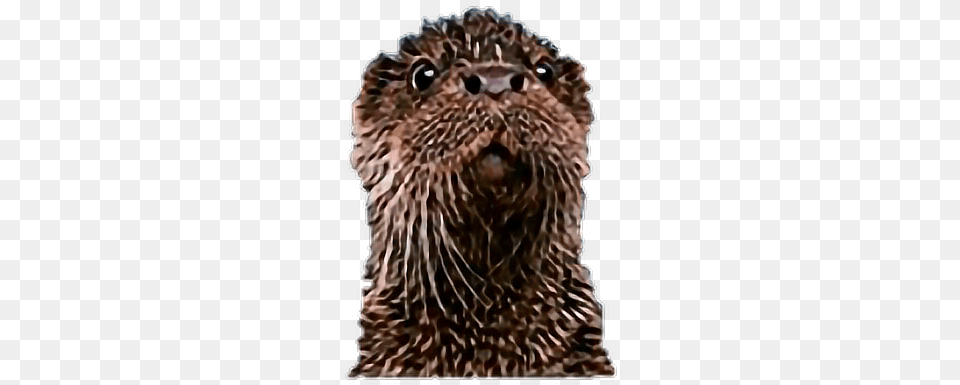 Otter Punxsutawney Phil, Animal, Mammal, Wildlife, Person Free Png Download