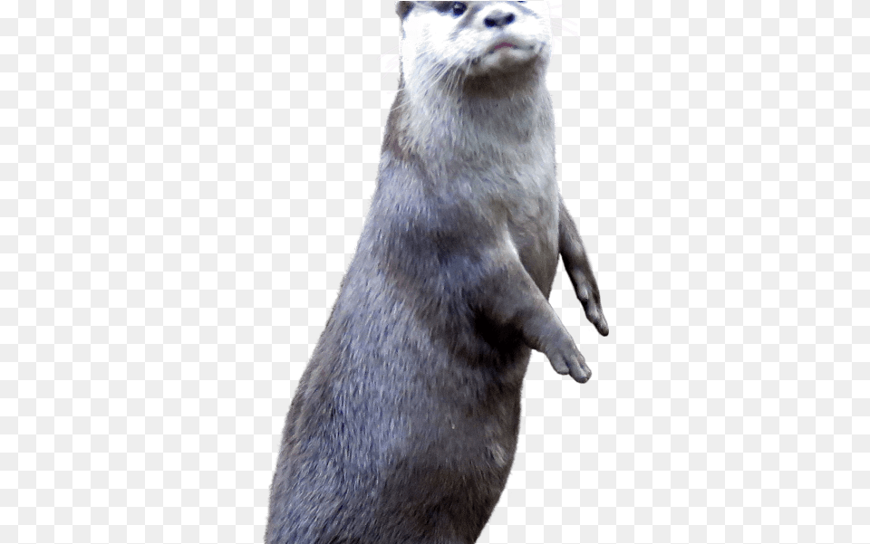 Otter Side North American River Otter, Animal, Mammal, Bear, Wildlife Png Image